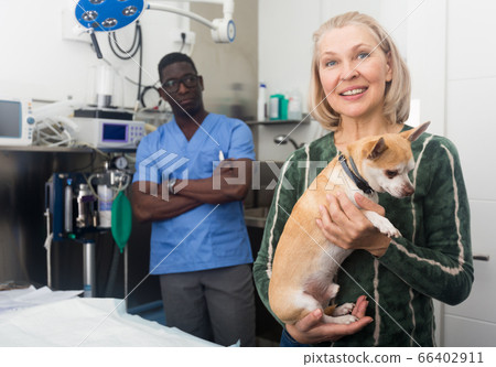 Portrait of woman with her dog chihuahua before consulting by professional veterinarian Portrait of woman with her dog chihuahua before consulting by professional veterinarian 66402911