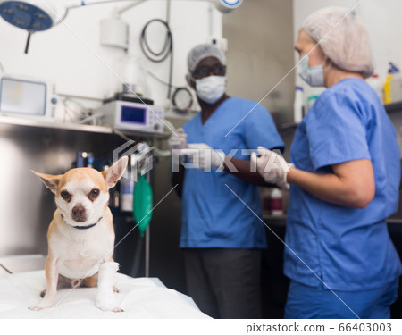 Doctor vet and assistant bandage chihuahua dog with bandage after surgery Doctor vet and assistant bandage chihuahua dog with bandage after surgery 66403003