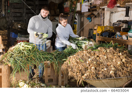 Farm couple peeling and sorting green onions Farm couple peeling and sorting green onions 66403004