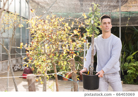 Florist working in greenhouse Florist working in greenhouse 66403069