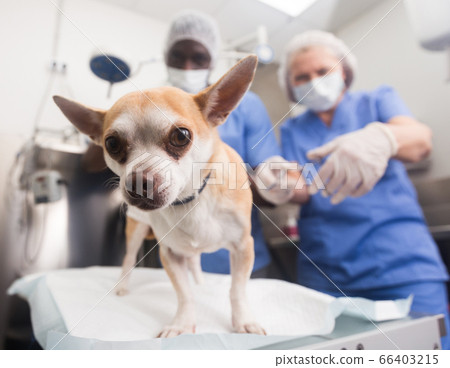 Dog on the operating table and doctor in a veterinary clinic Dog on the operating table and doctor in a veterinary clinic 66403215