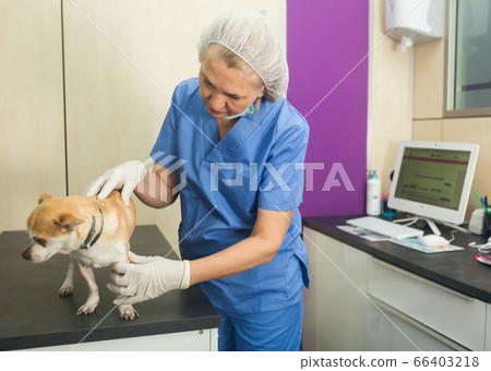 Woman veterinarian examining small dog in vet clinic Woman veterinarian examining small dog in vet clinic 66403218