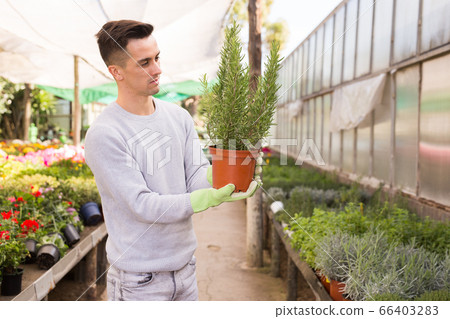 Owner of glasshouse controlling growing of rosemary Owner of glasshouse controlling growing of rosemary 66403283