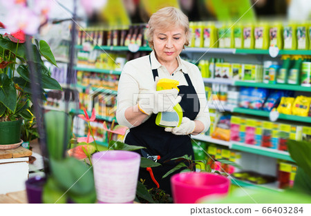 Adult female gardener is standing with substances for care of flowers in greenhouse. Adult female gardener is standing with substances for care of flowers in greenhouse. 66403284