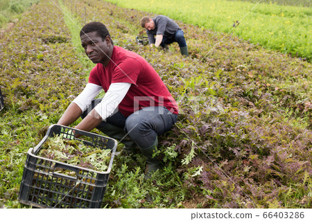 African American worker harvesting red mizuna 66403286