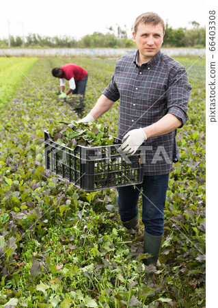 Man carrying box with red mustard greens 66403308