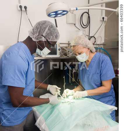 Veterinarians during operation in a veterinary clinic Veterinarians during operation in a veterinary clinic 66403399