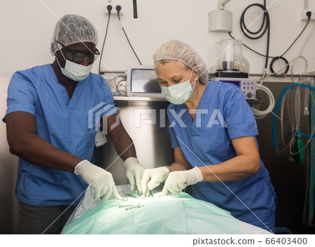 Veterinarian surgeons in operating room at animal hospital 66403400