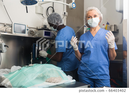 Female surgeon putting on sterile rubber gloves Female surgeon putting on sterile rubber gloves 66403402