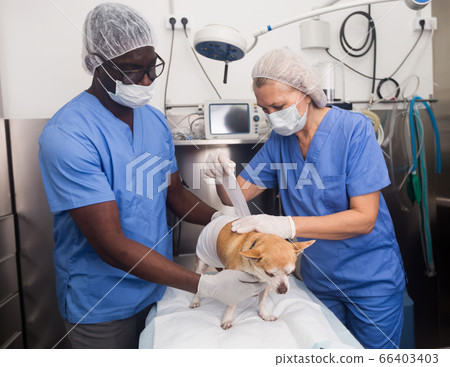 Doctor vet and assistant bandage chihuahua dog with bandage after surgery Doctor vet and assistant bandage chihuahua dog with bandage after surgery 66403403