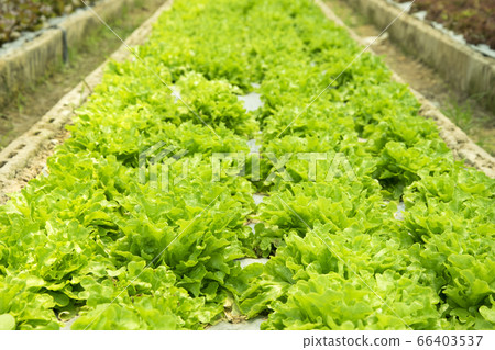 Fresh lettuce growing in an hydroponics system in 66403537