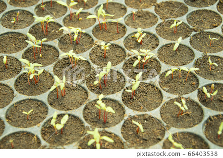 Hydroponics lettuce vegetable sprout in plastic Hydroponics lettuce vegetable sprout in plastic 66403538
