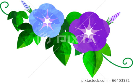 Japanese Asagao Morning Glory Asagao Illustration Stock Illustration