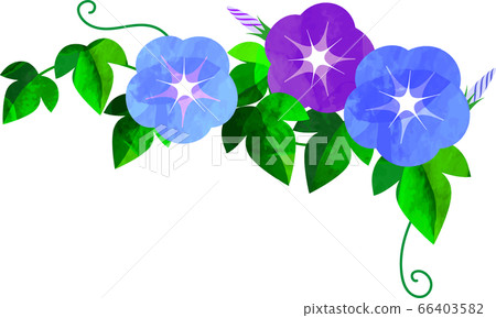 Japanese Asagao Morning Glory Asagao Illustration Stock Illustration