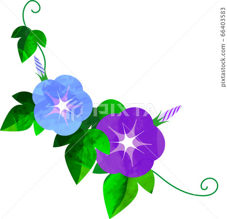 Japanese Asagao Morning Glory Asagao Illustration Stock Illustration