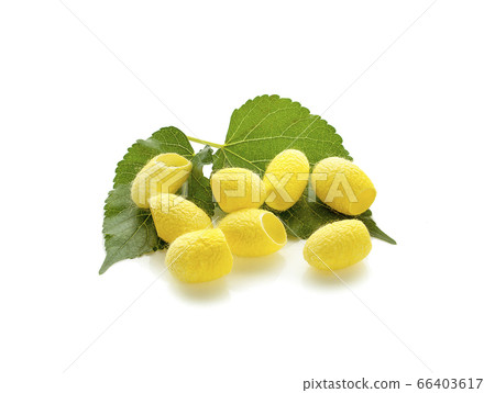 yellow thai silkworm cocoons pile an isolated on 66403617