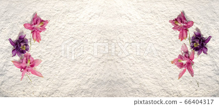 Two beautiful aquilegia lying on a white powder background. Two beautiful aquilegia lying on a white powder background. 66404317