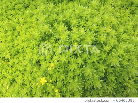 肉質植物塞綠色 肉質植物塞綠色 66405395