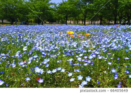 All over the blue flowers All over the blue flowers 66405649