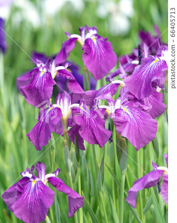 哈娜莎華 66405713