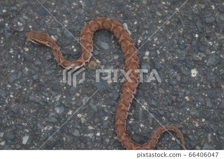 Landscape of riverbed: Reptile: Mamushi: Dokusnake Landscape of riverbed: Reptile: Mamushi: Dokusnake 66406047