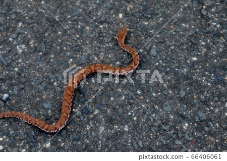 Landscape of riverbed: Reptile: Mamushi: Dokusnake Landscape of riverbed: Reptile: Mamushi: Dokusnake 66406061