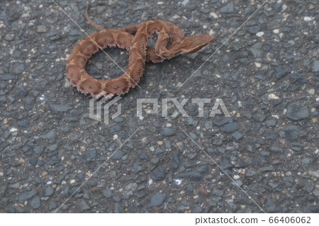 Landscape of riverbed: Reptile: Mamushi: Dokusnake Landscape of riverbed: Reptile: Mamushi: Dokusnake 66406062