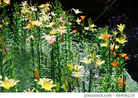 Matsumoto no Hana Festa 2006: Colored paper woven by flowers and plants 2006 66406220