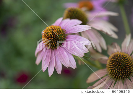 Echinacea purpurea 66406346