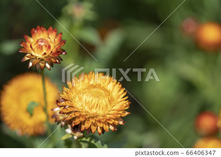 Wheatwalagik 66406347