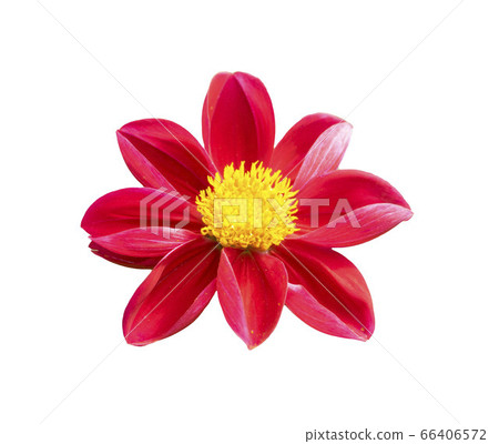 red chrysanthemum isolated on white background 66406572