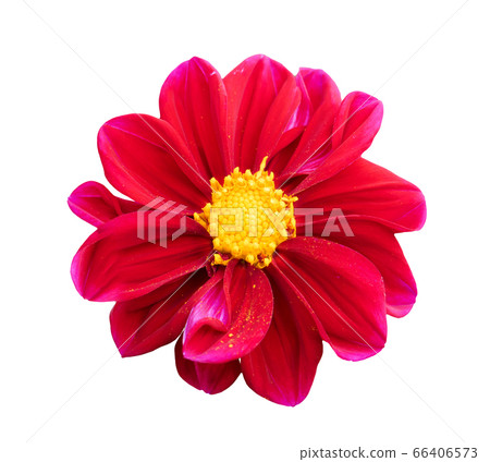 Beautiful pink Zinnia flower isolated on white 66406573