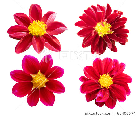 collection red chrysanthemum isolated on white 66406574