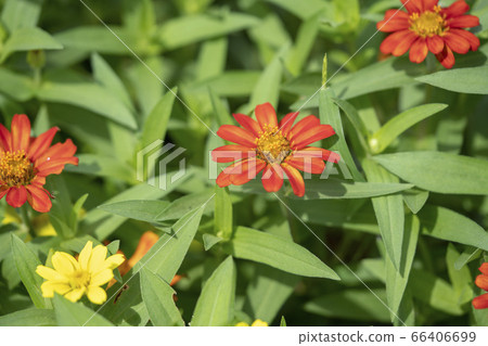 竹草 竹草 66406699