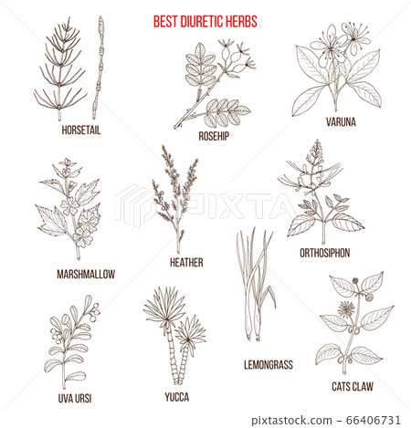 Best diuretic herbs set 66406731
