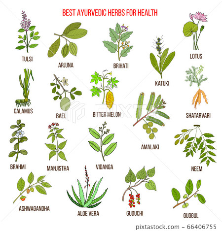 Ayurvedic herbs, natural botanical set 66406755