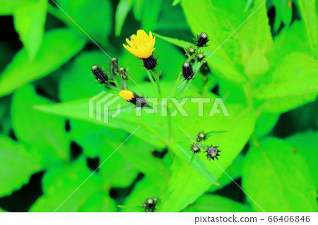 美麗的高山植物2006：用花草編織的彩色紙2006 66406846