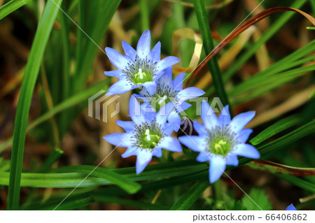 Beautiful alpine plant 2006: Colored paper woven by flowers and plants 2006 66406862