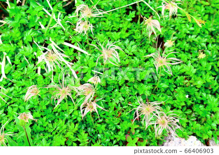 美麗的高山植物2006:用花草編織的彩色紙2006 美麗的高山植物2006:用花草編織的彩色紙2006 66406903