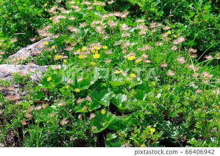 Beautiful alpine plant 2006: Colored paper woven by flowers and plants 2006 66406942