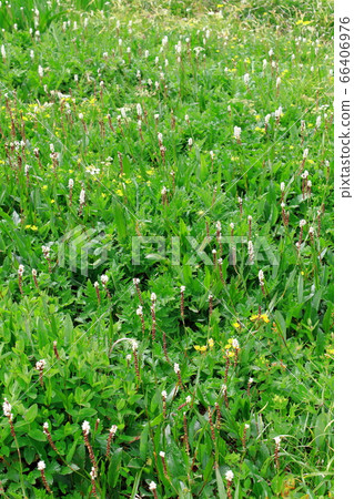 Beautiful alpine plant 2006: Colored paper woven by flowers and plants 2006 66406976
