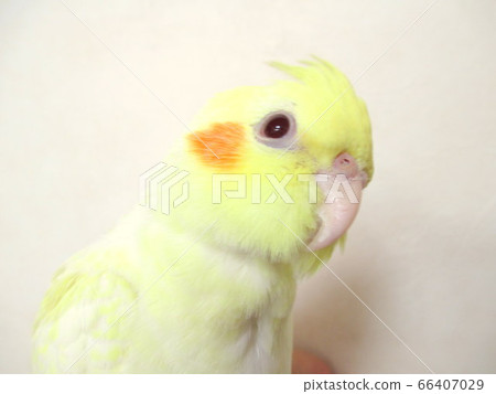 The look of a cockatiel, hand-riding, Lucino 66407029