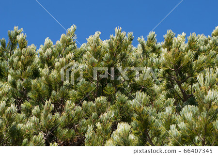 Pine wood Pine wood 66407345