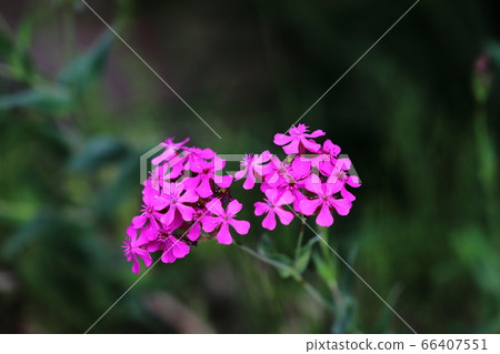 Flower of Musi Trinadesico 66407551
