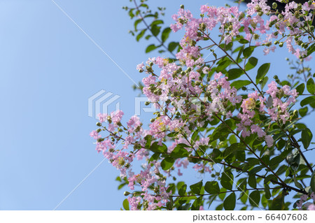 Salisbury Salisbury 66407608