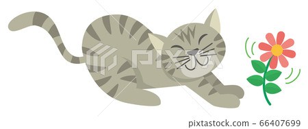 Cat, cat, cat, tabby, american shorthair, animal illustration 66407699