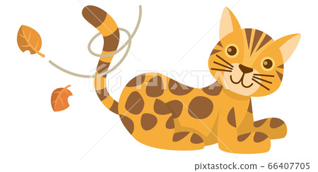 Cat cat cat bengal bengal cat animal illustration 66407705