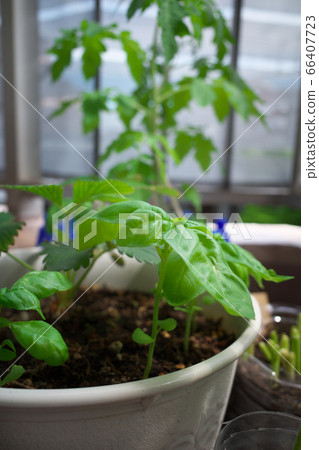 Growing vegetables on the balcony Growing vegetables on the balcony 66407723