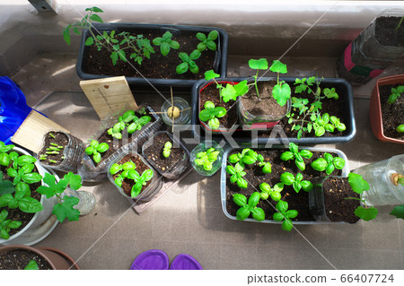 Growing vegetables on the balcony Growing vegetables on the balcony 66407724