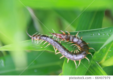 ((6月在雜草間遊蕩) ((6月在雜草間遊蕩) 66407979